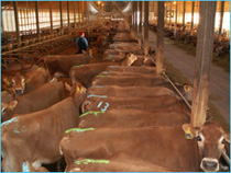 Heifers marked with Detect-Her.
