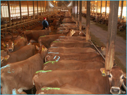 Heifers marked with Detect-Her