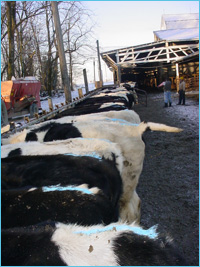 Heifers marked with Detect-Her.